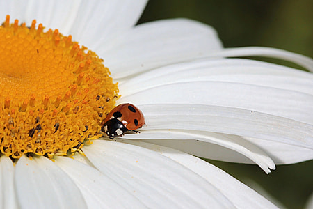 orange and black ladybug on white daisy flower thumbnail