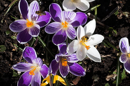 close-up photography of purple and white petaled flower thumbnail