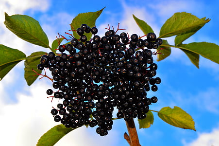 black berry fruits close-up photo thumbnail