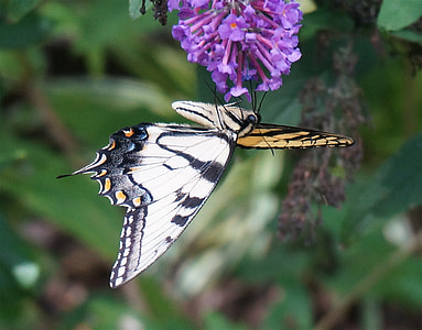 Tiger Swallowtail, Upside-Down thumbnail