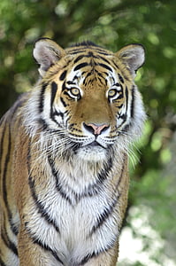 shallow focus photography of Bengal tiger during daytime thumbnail