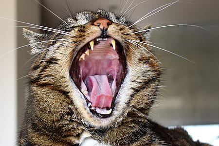 Yawning cat thumbnail