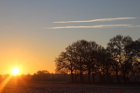 trees during sunset thumbnail