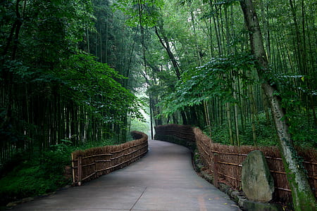 photo of road surrounded by bamboo trees thumbnail