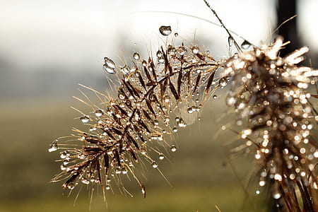blur, dew, drop of water, macro thumbnail