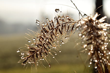 selective focus photo of brown grass with dewdrops at daytime thumbnail