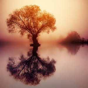 tree on body of water during sunset thumbnail