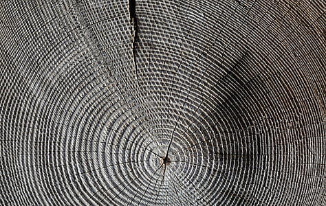 wood, annual rings, grain, structure thumbnail