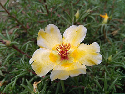 Portulaca Oleracea L, Purslane Flowers thumbnail