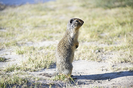 grey four legged animal standing on grass land thumbnail