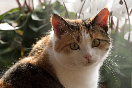 short-furred white, orange, and black cat near green leafed plant thumbnail