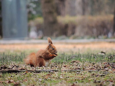 brown squirrel standing on green grass thumbnail