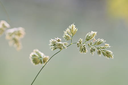 shallow focus of green leafed plant thumbnail