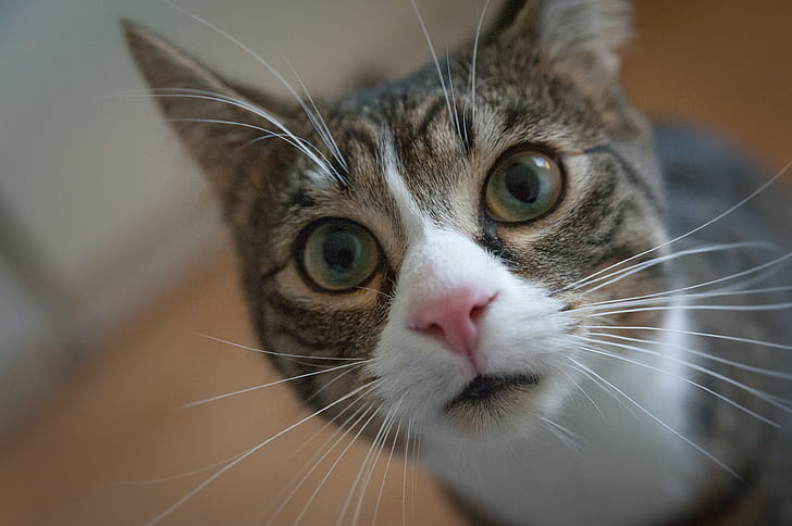 animal, pet, cute, eyes