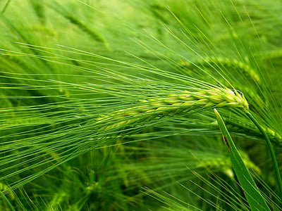 green rice field thumbnail