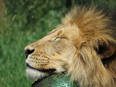 lion near green plants during daytime thumbnail