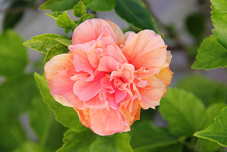 pink hibiscus flower selective-focus photography thumbnail