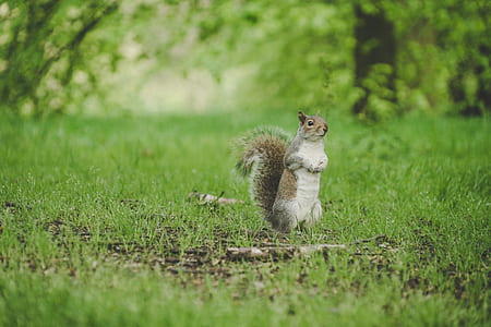 selective focus photography of a squirrel thumbnail