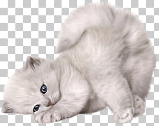 Persian cat Kitten Puppy Cuteness, Large Cute Cat , white cat PNG clipart
