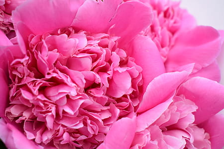 pink peony flower thumbnail