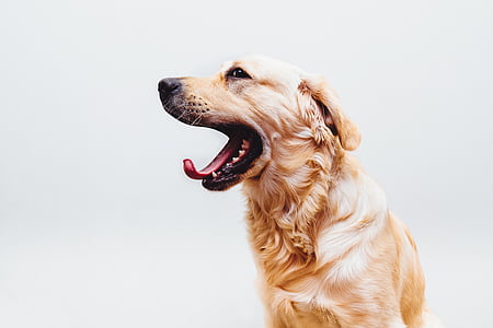 long-coated tan dog close-up photo thumbnail