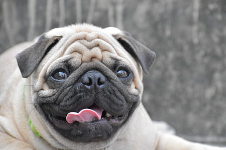 focused photo of fawn pug thumbnail