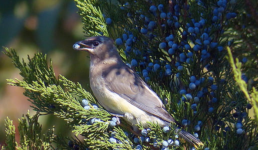 selective focus photography of gray and white bird thumbnail