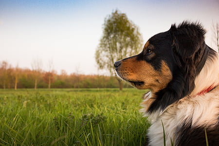 black, white, and tan Greater Swiss Mountain dog by tall grasses at daytime thumbnail