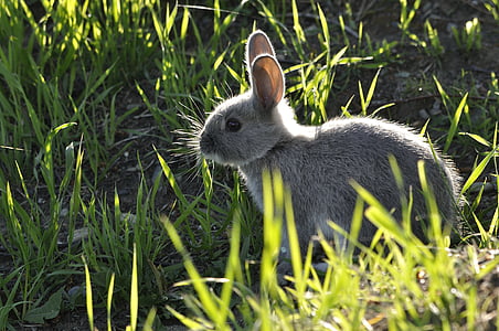 gray rabbit on green grass thumbnail