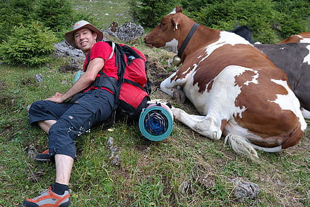 man laying on grass beside brown and white cow thumbnail