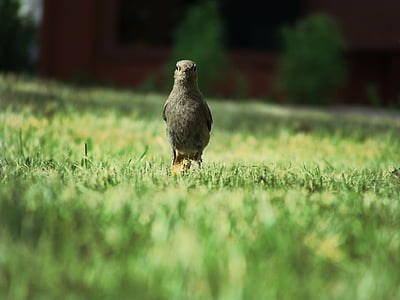 gray bird on green grass thumbnail
