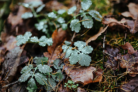 A walk in an autumn forest thumbnail
