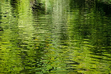 river with lilies thumbnail