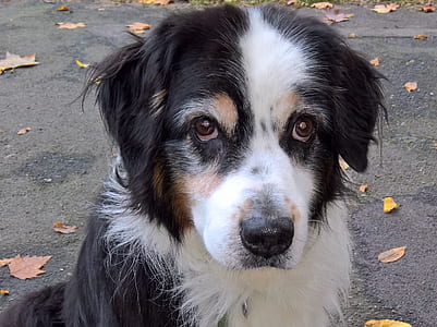 adult black and white border collie on concrete surface thumbnail