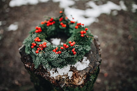 A Very Merry Fresh Holly Wreath for Christmas thumbnail
