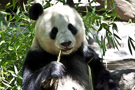 Panda eating bamboo grass thumbnail