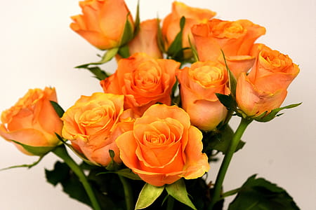 selective focus photo of orange roses thumbnail