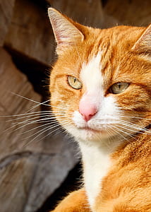 orange and white tabby cat thumbnail