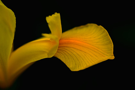 closeup photography of yellow petal thumbnail