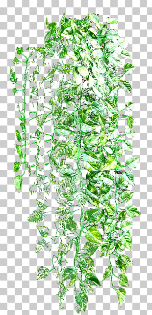Vine Planta Trepadora Wall Plant Stem Ivy Gourd Png Clipart Free Cliparts Uihere