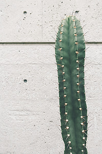green cactus plant thumbnail