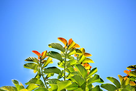 photo of green and orange leaf thumbnail