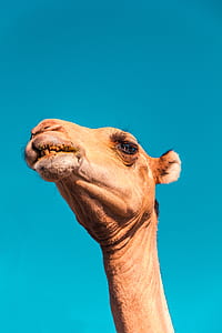 camel's face during daytime thumbnail