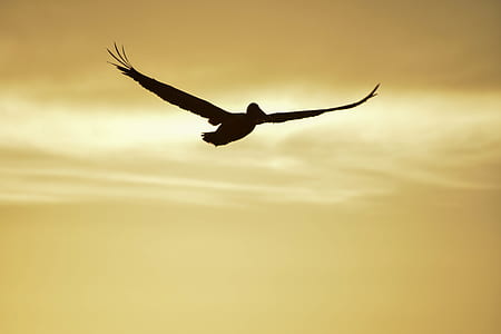 silhouette of bird flying in the sky thumbnail