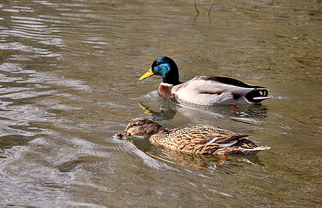 male and female mallard ducks thumbnail