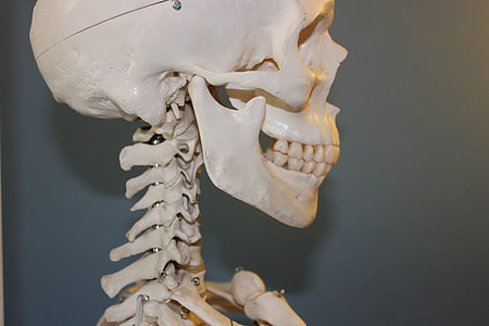 close up of white skeleton thumbnail