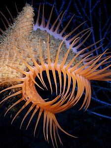 orange and gray sea creature close-up photo thumbnail