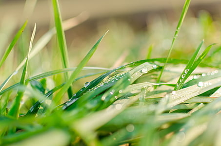 macro shot photography of droplets on plant thumbnail