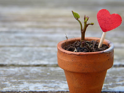 red heart on stick stumped on plant pot thumbnail
