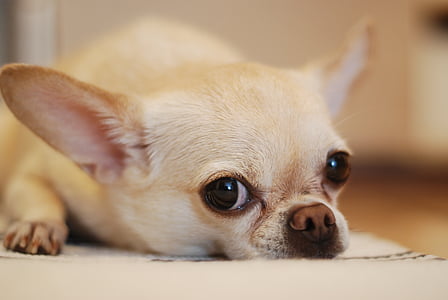 brown puppy on floor thumbnail